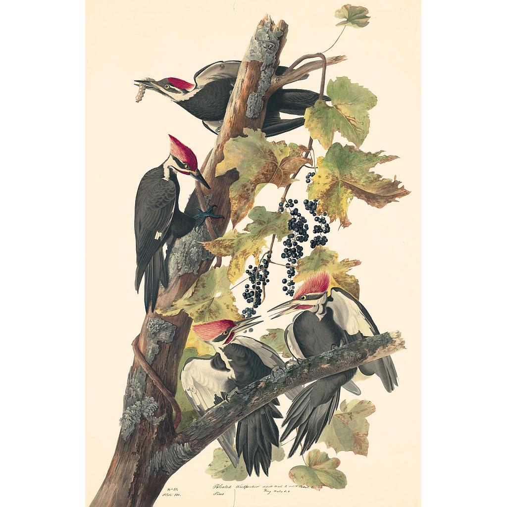 Click to Enlarge-Esc to Close ArtWork1/Famous Painters/Audubon's Watercolors P2.jpg